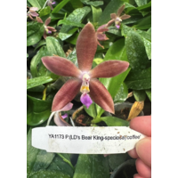 Phal. LDs Bear King x Speciosa Coffee 