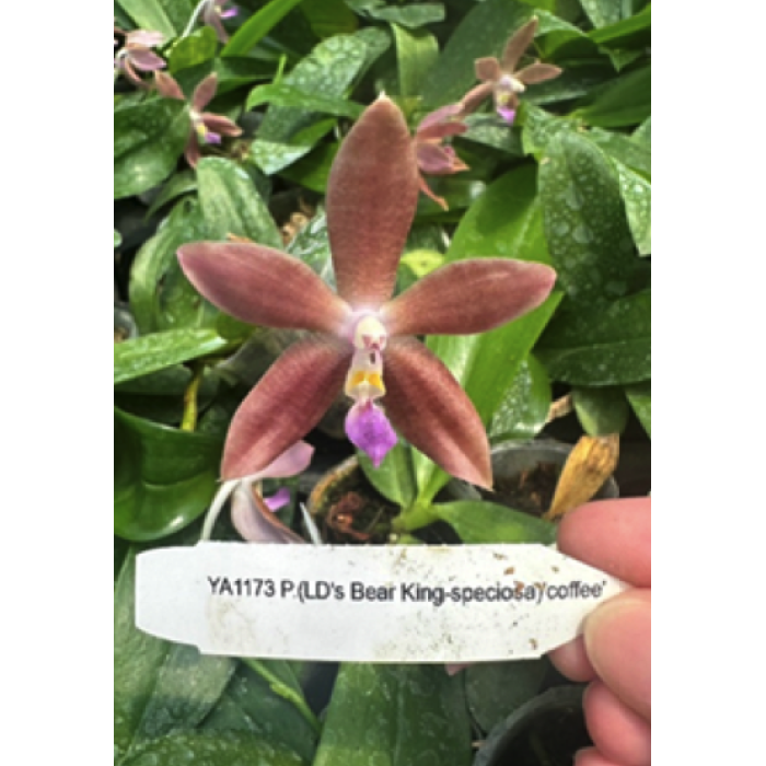 Фаленопсис (LDs Bear King x Speciosa Coffee)