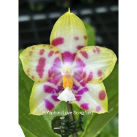 Phal. Yaphon Love Song Red