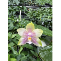 Phal. Bellina х KS Happy Eagle