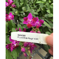 Phal. Lius Bridge Rough KF#13 lips