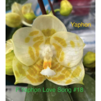 Phal. Yaphon Love Song №18