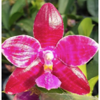 Phal. Lueddemanniana Mindanao x sib 