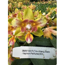 Phal. Tzu Chiang Balm x Yaphon Perfume бабочка