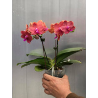 Phal. (Zheng Min Anaconda x Yaphon Dragon Maiden) Golden Pink Phal. (Zheng Min Anaconda x Yaphon Dragon Maiden) Golden Pink