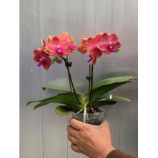 Phal. (Zheng Min Anaconda x Yaphon Dragon Maiden) Golden Pink