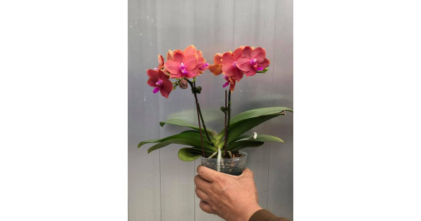Орхидея Phal. (Zheng Min Anaconda x Yaphon Dragon Maiden) Golden
