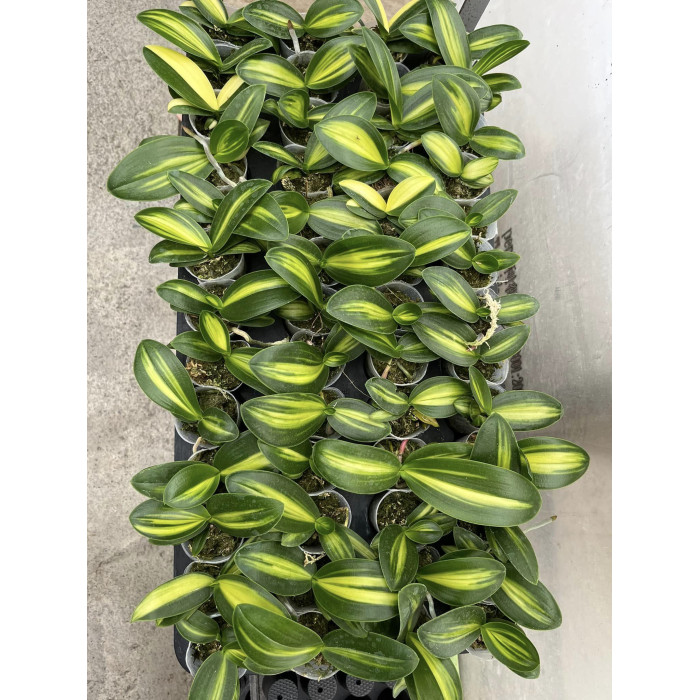 Фаленопсис Амабіліс (Amabilis inner variegated) Фаленопсис Амабіліс (Amabilis inner variegated)