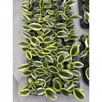 Phal. Amabilis Variegated Leaves Phal. Amabilis Variegated Leaves