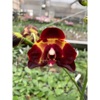 Phal. Haur Jhih Prince x (Yaphon Sir x KS Happy Eagle) Phal. Haur Jhih Prince x (Yaphon Sir x KS Happy Eagle)