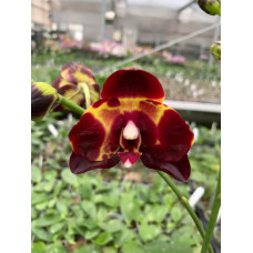 Phal. Haur Jhih Prince x (Yaphon Sir x KS Happy Eagle) Phal. Haur Jhih Prince x (Yaphon Sir x KS Happy Eagle)