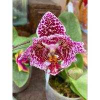 Phal. Meidar Prince бабочка Phal. Meidar Prince бабочка