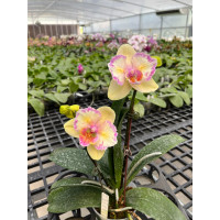 Phal. (Yu Pin Firework – Mount Lip) × sib бабочка