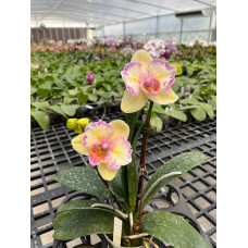 Phal. (Yu Pin Firework – Mount Lip) × sib бабочка