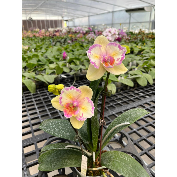 Фаленопсис ( (Yu Pin Firework – Mount Lip) × sib бабочка)