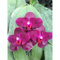 Phal. Sogo Relex бабочка