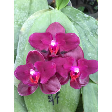 Phal. Sogo Relex метелик Phal. Sogo Relex метелик