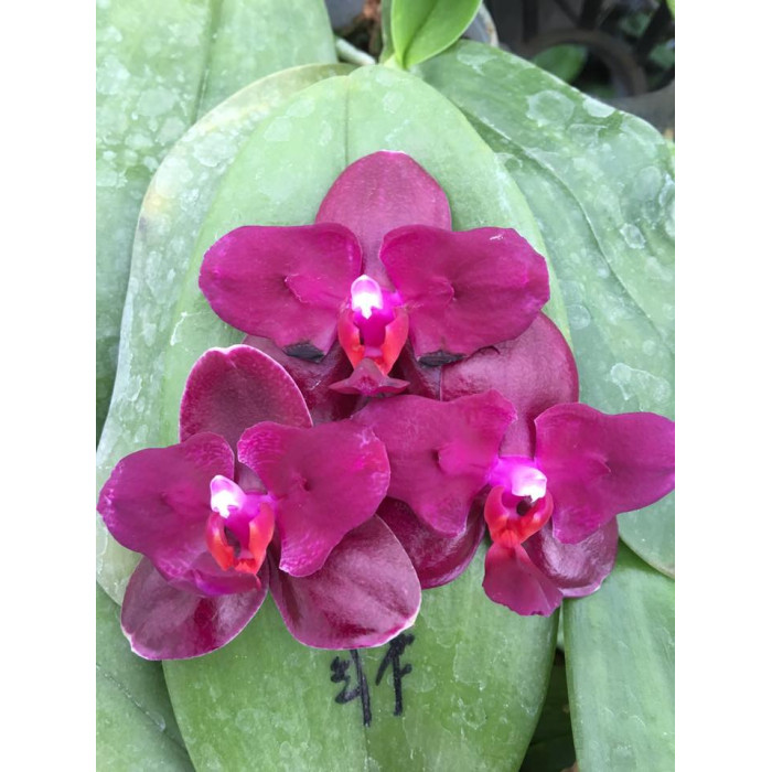 Фаленопсис Сого Релекс (Sogo Relex бабочка)