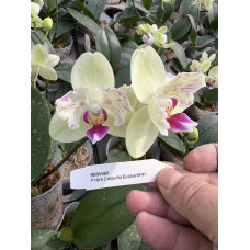 Phal. HOs Colourful Bubbles KF#1 бабочка