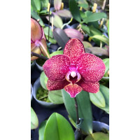 Phal. Lioulin Black Rose x Tying Shin Champion