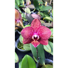 Phal. Lioulin Black Rose x Tying Shin Champion Phal. Lioulin Black Rose x Tying Shin Champion