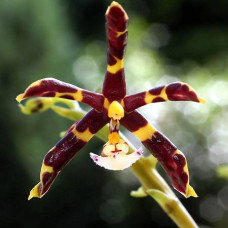 Phal. Mannii Black x sib Phal. Mannii Black x sib