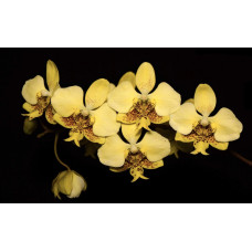 Phal. Stuartiana Nobilis Phal. Stuartiana Nobilis