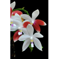 Phal. Tetraspis C1 2,5