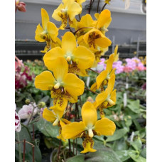Phal. Stuartiana var. yellow 