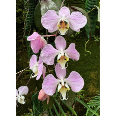 Phal. Sanderiana Pink Phal. Sanderiana Pink