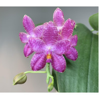 Phal. Mok Choi Yew Blue Phal. Mok Choi Yew Blue