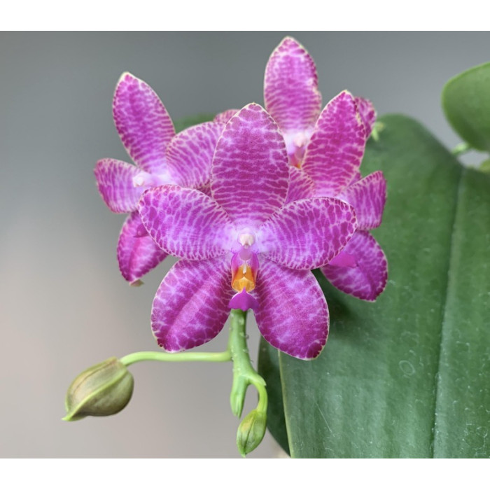 Фаленопсис Мок Чой Ію вар блу (Mok Choi Yew var. blue) Фаленопсис Мок Чой Ію вар блу (Mok Choi Yew var. blue)