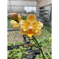 Phal. Little Emperor метелик Phal. Little Emperor метелик