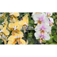 Phal. Stuartiana Nobilis x (Stuartiana Yellow x Schilleriana) Star