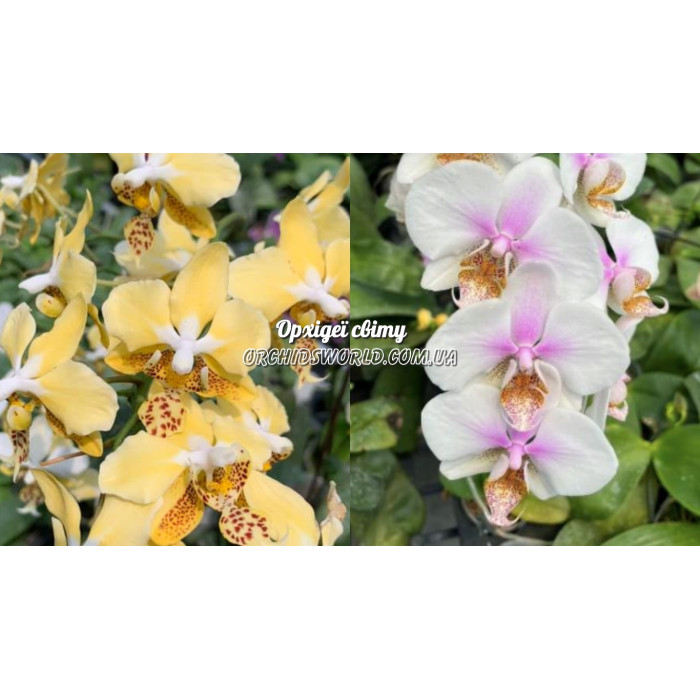 Фаленопсис (Stuartiana Nobilis x (Stuartiana Yellow x Schilleriana) Star