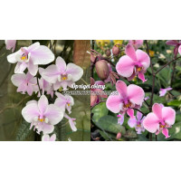 Phal. Schilleriana x Schilleriana Stripe Phal. Schilleriana x Schilleriana Stripe