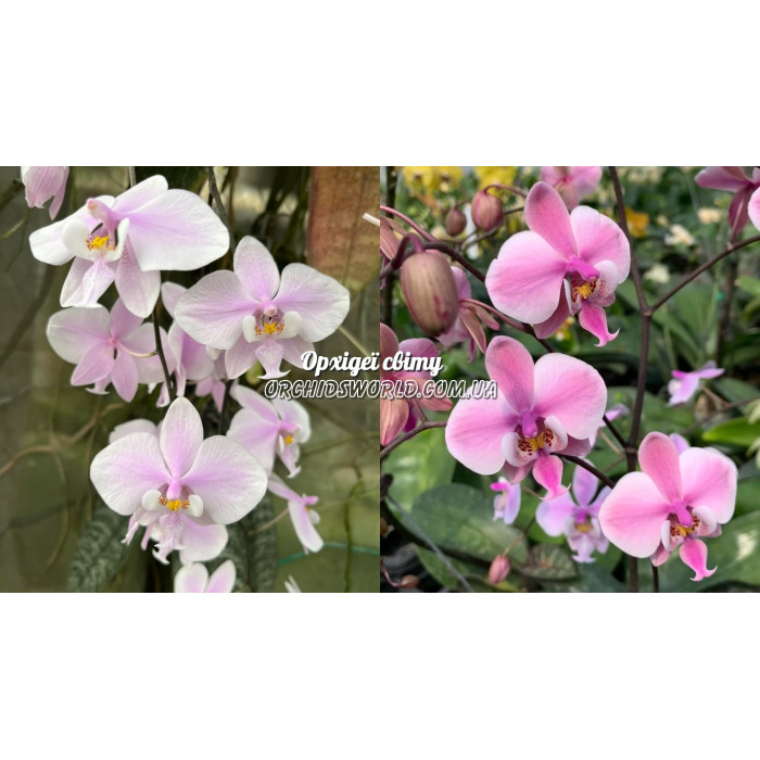 Фаленопсис (Schilleriana x Schilleriana Stripe) Фаленопсис (Schilleriana x Schilleriana Stripe)