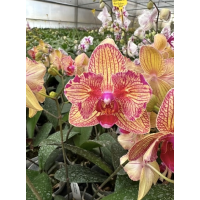 Phal. Sin Yuan Golden Beauty х Ching Shang Stripe метелик
