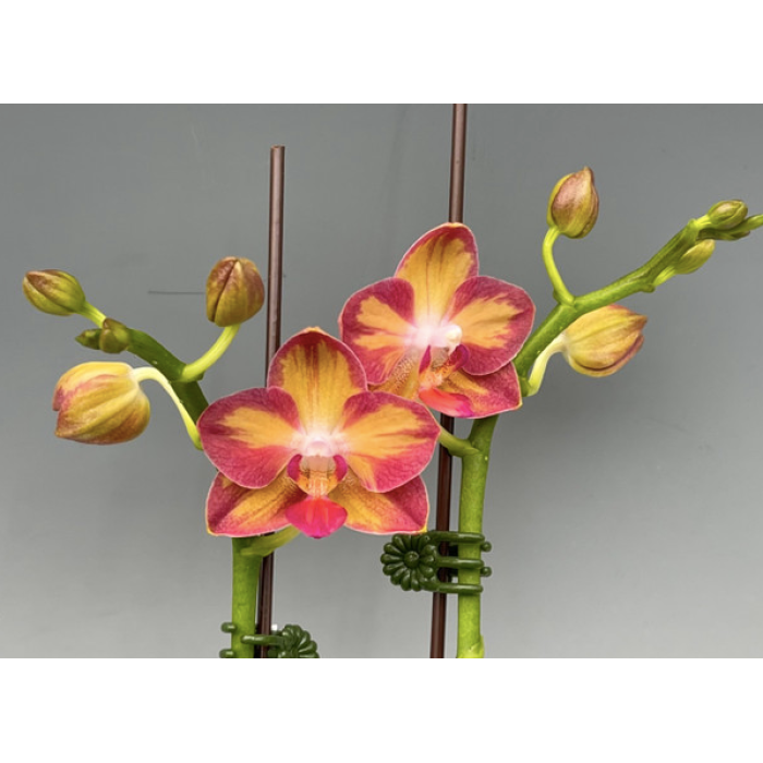 Фаленопсис (Tying Shin Smart)