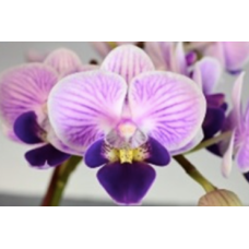 Phal. GC Reyoung Sapphire 
