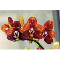 Phal. Chienlung Black Parrot