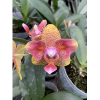 Phal. (Tzu Chiang Balm x Brother Sara Gold) ES-1 метелик уцінка
