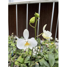 Phal. Amabilis New Guinea