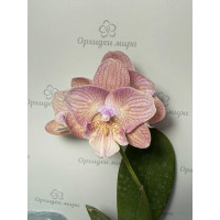 Phal. (Sin Yuan Golden Beauty - Juibo Red Rose) big lip бабочка уценка