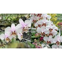 Phal. (Stuariana x Schilleriana) Rainy x Stuartiana Spot
