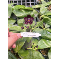 Phal. Lucien Mugato x Mituo Zebra 