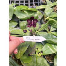 Phal. Lucien Mugato x Mituo Zebra 