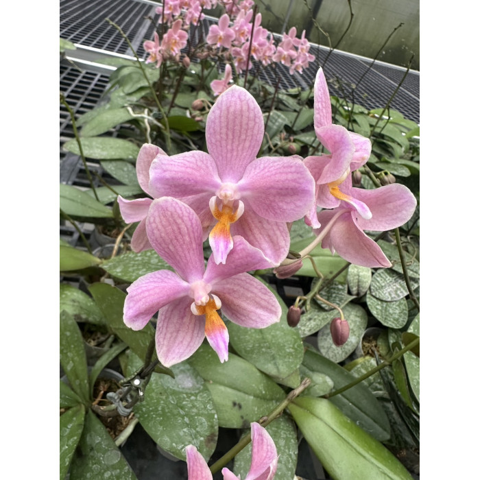 Фаленопсис ((S.P.B. Sunny х Stuartiana) x Celebensis) 