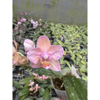 Phal. Princess Sakura-Be Tris бабочка