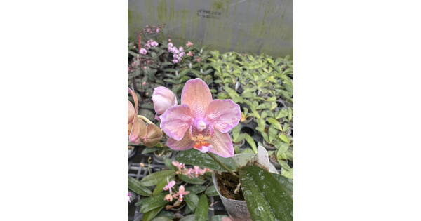 Орхiдея Phal. Princess Sakura-Be Tris метелик - купити, доставка
